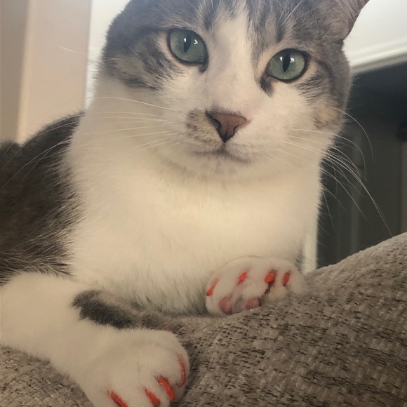 Meet your Posher, Maureen - Picture 1 of 1